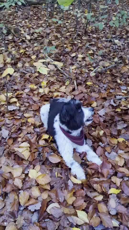 43. Impulskontrollchallenge: Decke deinen Hund zu und er muss liegenbleiben-Beitrag-Bild