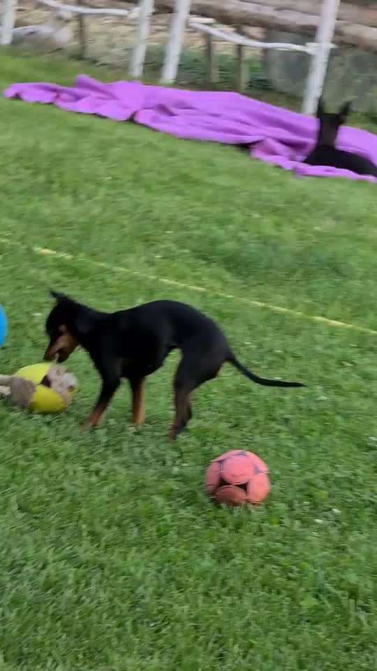 18. Video-Challenge "David gegen Goliath"-Beitrag-Bild