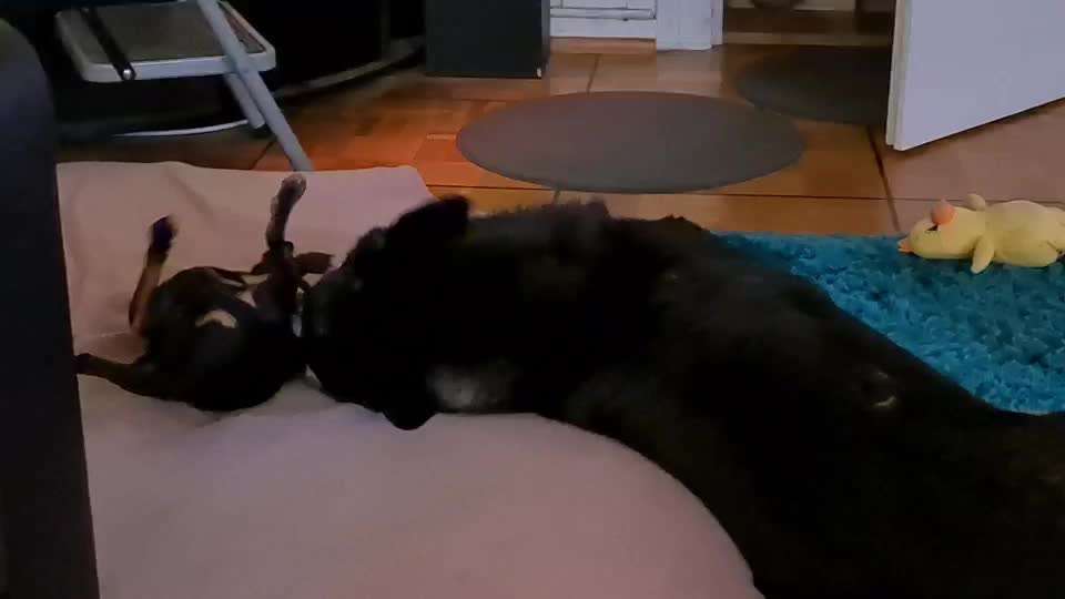 Prager Rattler-Beitrag-Bild