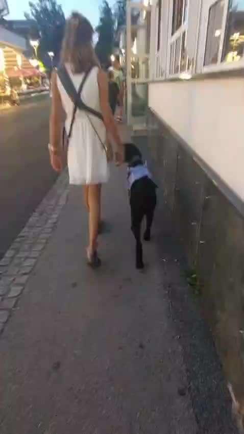 Hunde in der Stadt ohne Leine-Beitrag-Bild