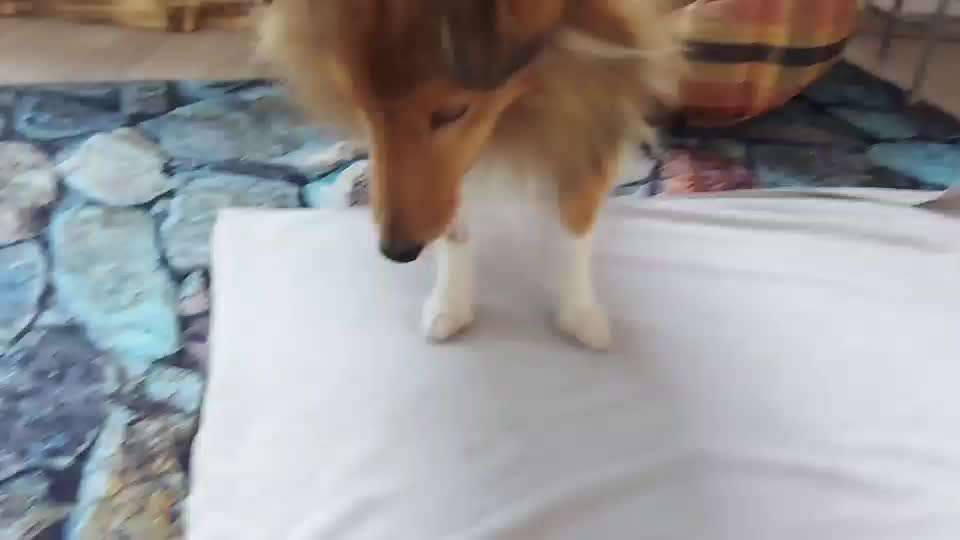 Beherrschen eure Hunde "spezielle" Tricks? Und wie habt ihrs ihnen beigebracht ?-Beitrag-Bild