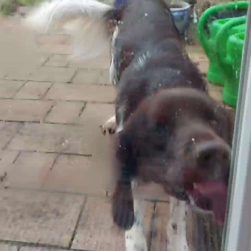 Zeigt hier Euer liebstes Video Eurer Hunde-Beitrag-Bild