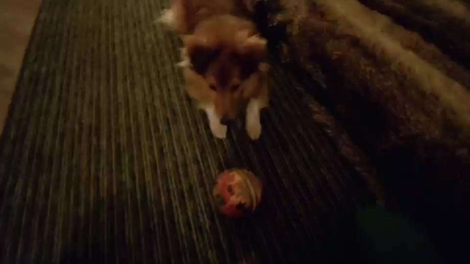 Trick Challenge Nr. 21 Treibball-Beitrag-Bild