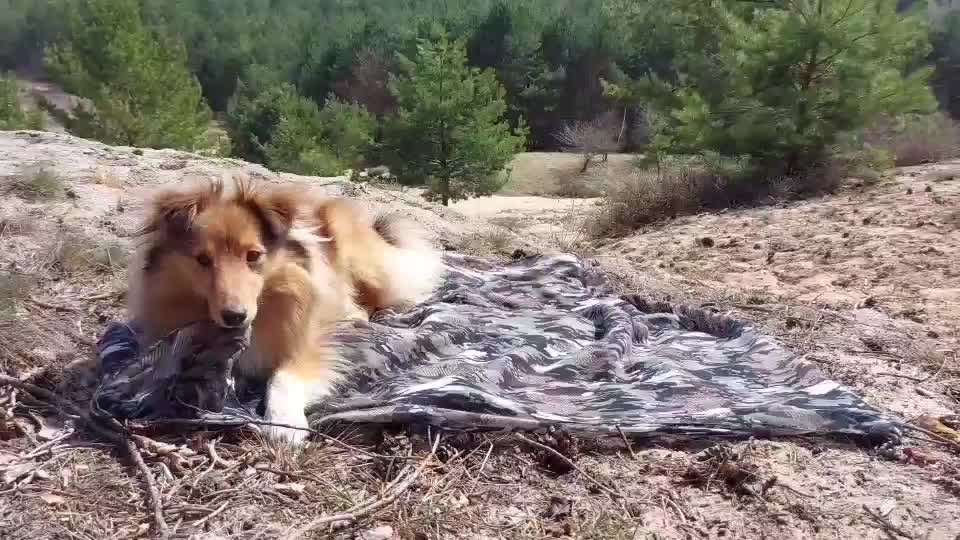 Eure liebsten Tricks-Beitrag-Bild