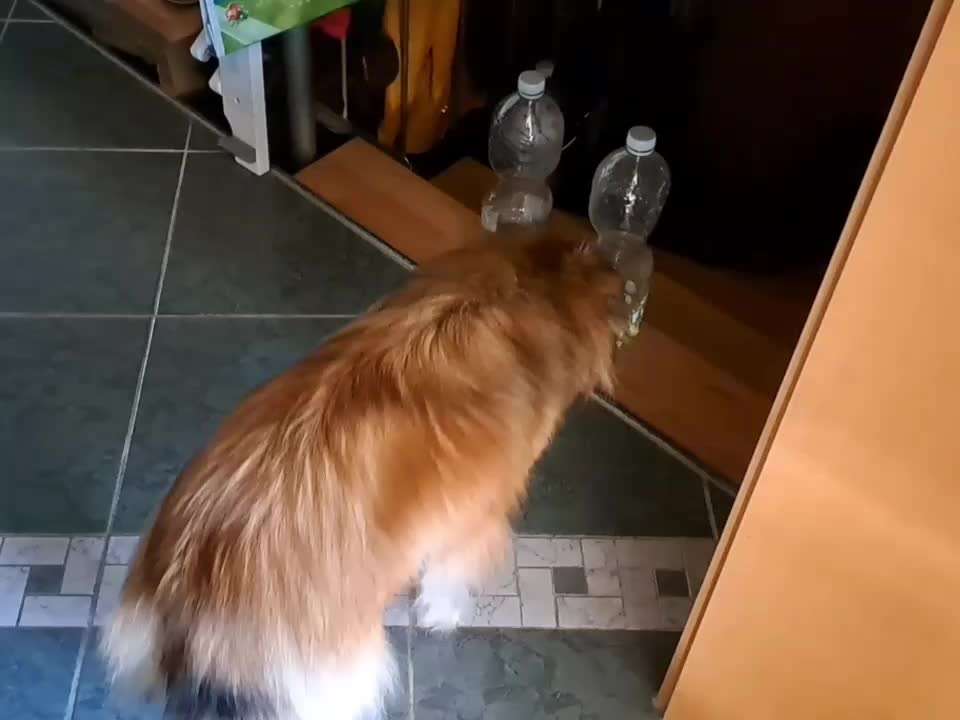 Lustige Eigenheiten-Beitrag-Bild