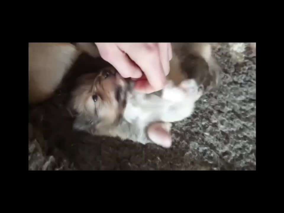 Video - Challenge Nr. 16 - Dein Hund als Welpe-Beitrag-Bild