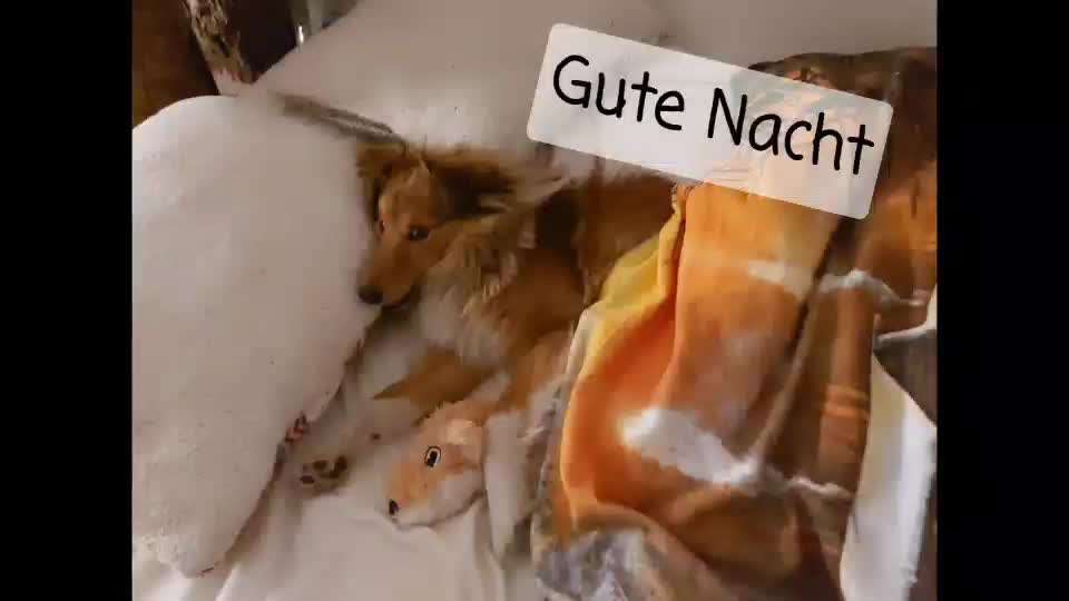 Darf der Hund bei Euch im Bett schlafen?-Beitrag-Bild