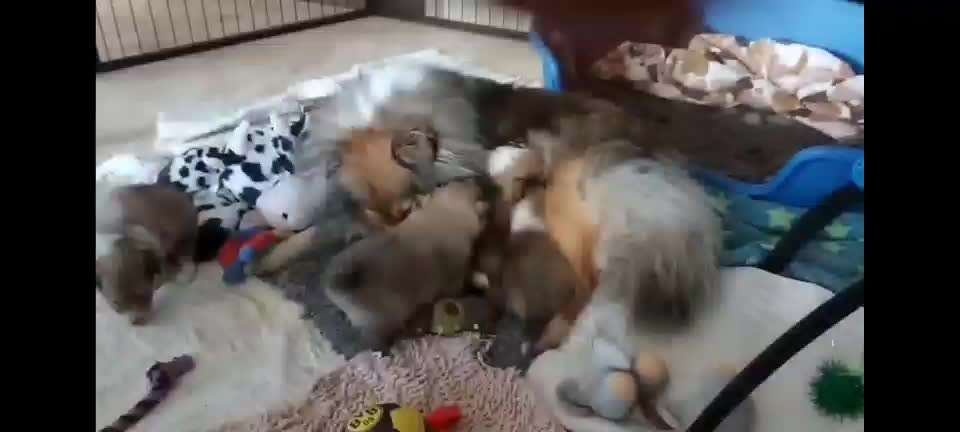 ...zeigt her das allererste Video das ihr von eurem Hund habt...-Beitrag-Bild