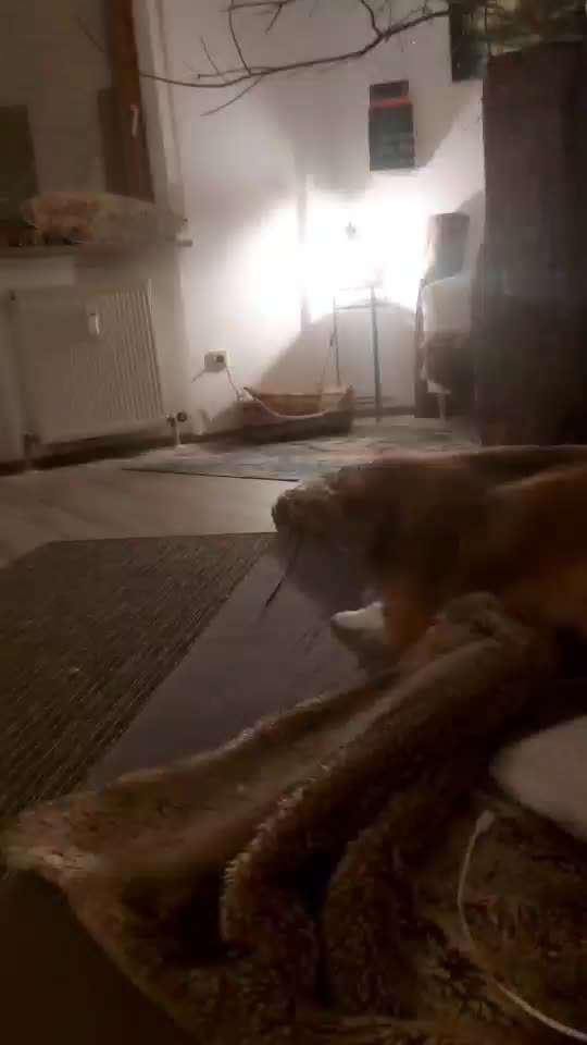 Video-Challange Nr. 9
Der unsinnige Hund-Beitrag-Bild