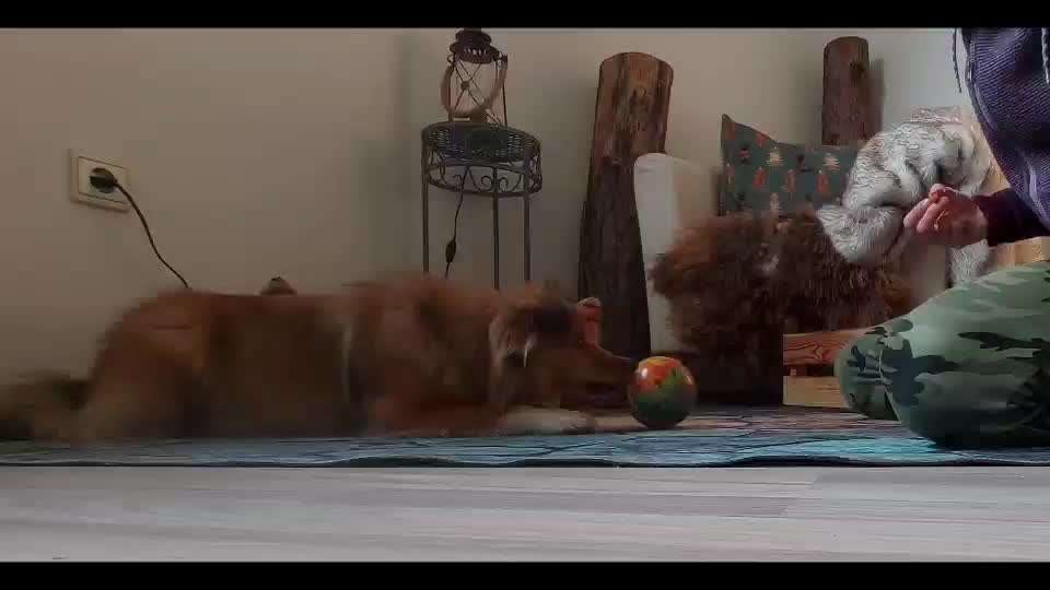 Trick Challenge Nr. 21 Treibball-Beitrag-Bild