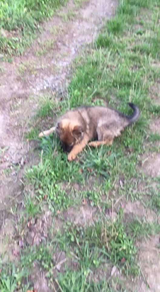 Welpen Bilder !-Beitrag-Bild