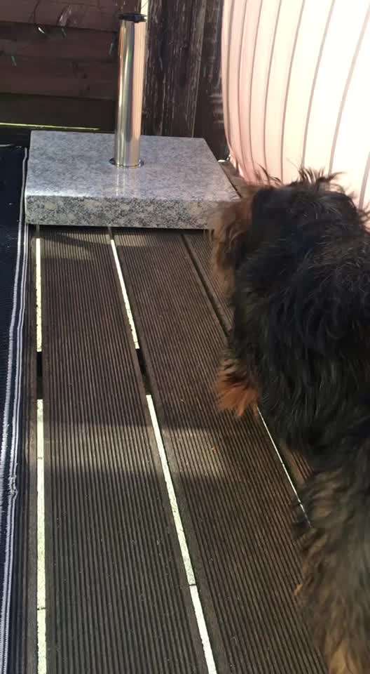 Zeigt hier Euer liebstes Video Eurer Hunde-Beitrag-Bild