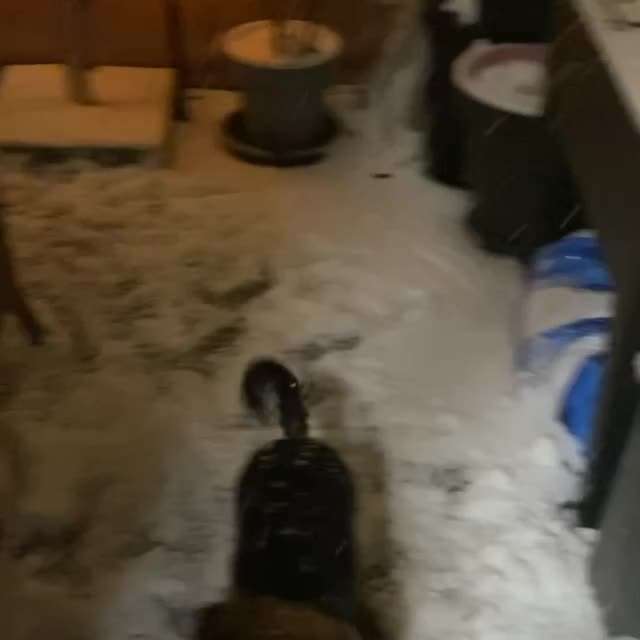 Zeigt hier Euer liebstes Video Eurer Hunde-Beitrag-Bild