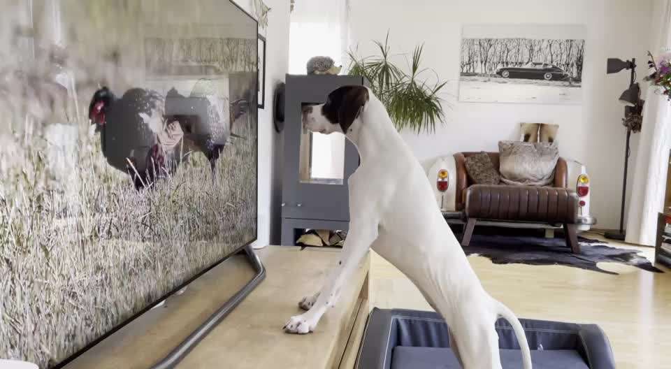 19. Video Challenge  "urkomische Hunde zum Brüllen lustig"-Beitrag-Bild