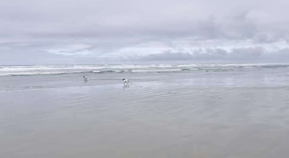 Video Challenge Nr.6
Auf den Spuren der Freiheit🐾🐾-Beitrag-Bild