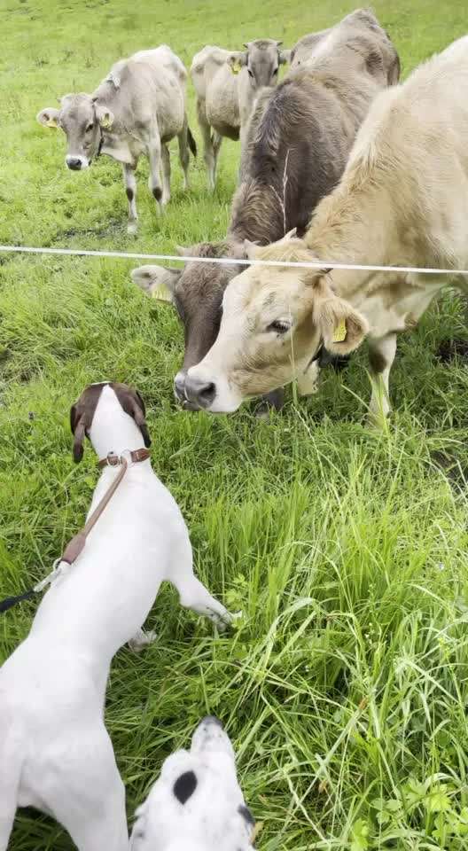 Video-Challange Nr. 9
Der unsinnige Hund-Beitrag-Bild