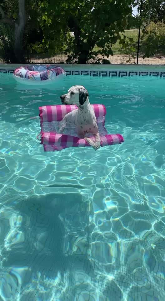 19. Video Challenge  "urkomische Hunde zum Brüllen lustig"-Beitrag-Bild