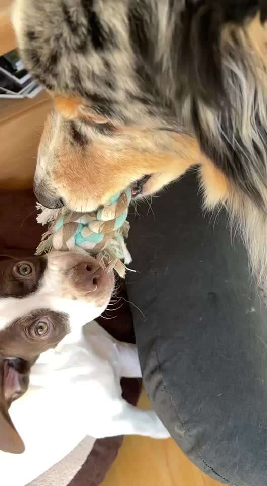 Video-Challenge Nr. 7 
Dein Hund mit Spielzeug-Beitrag-Bild