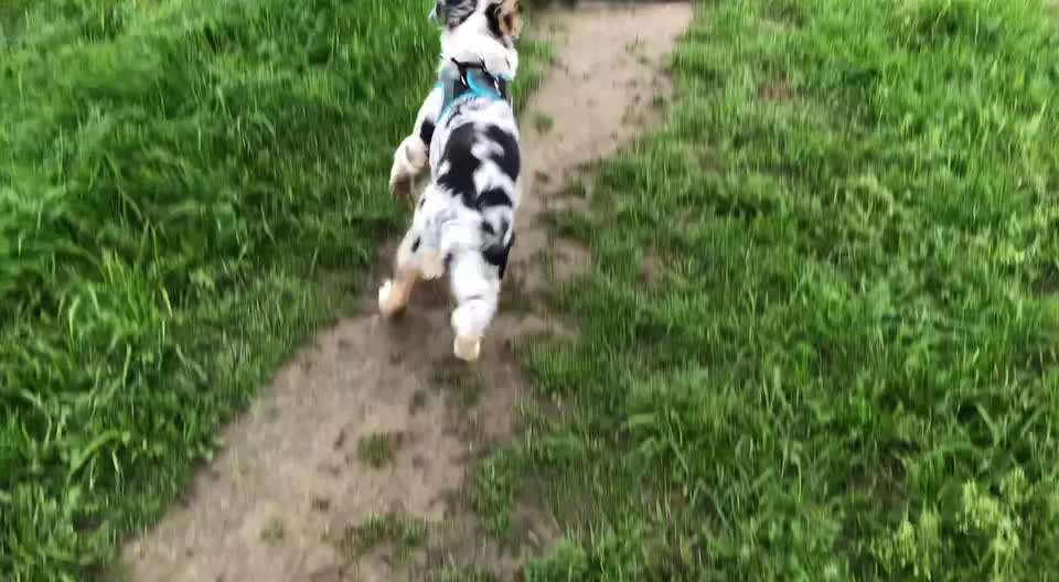 Zeigt hier Euer liebstes Video Eurer Hunde-Beitrag-Bild