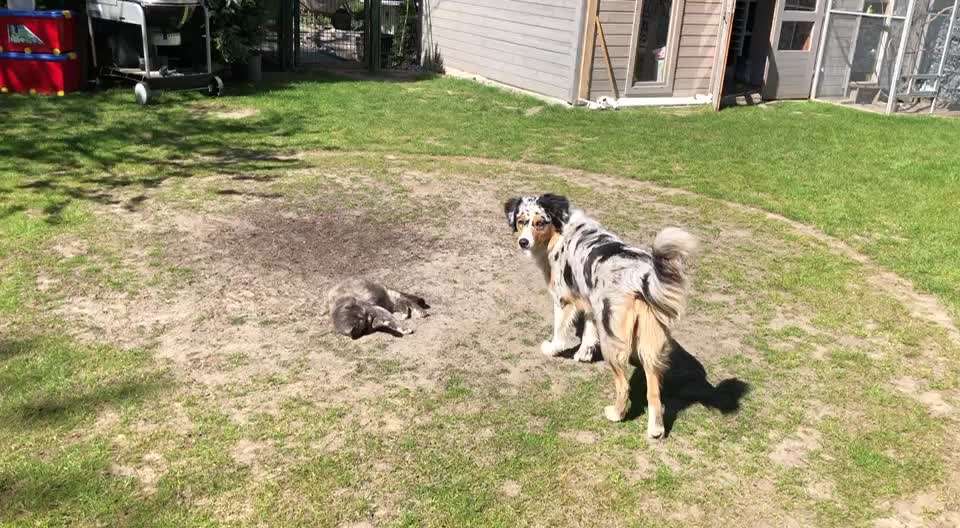 Zeigt hier Euer liebstes Video Eurer Hunde-Beitrag-Bild