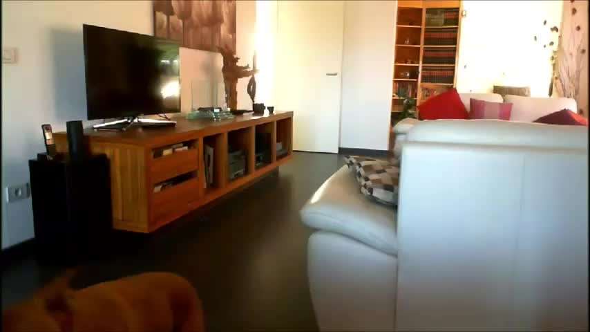 Anti Giftködertraining-Beitrag-Bild