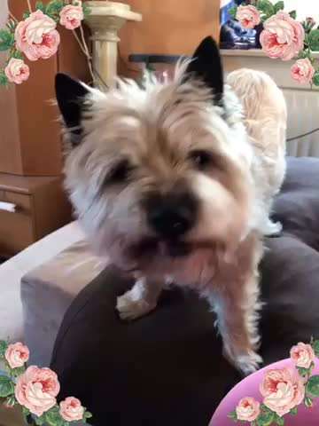 Foto's und Hundemodels-Beitrag-Bild