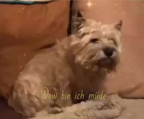 Foto's und Hundemodels-Beitrag-Bild