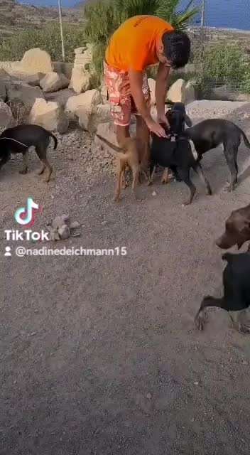 TierschutzhundeStammtisch🐕-Beitrag-Bild