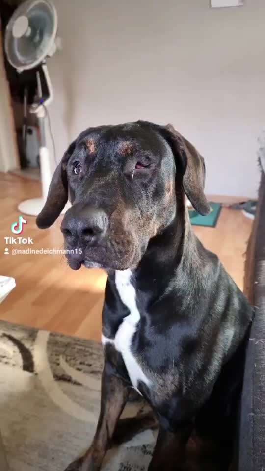 Deutsche Doggen-Beitrag-Bild