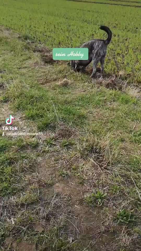 Wie heißt dein Hund?-Beitrag-Bild