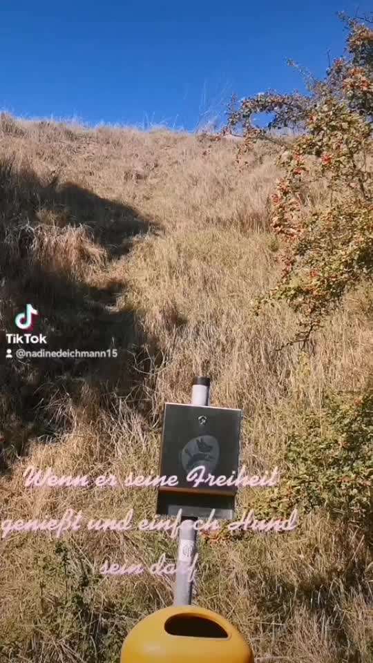 TierschutzhundeStammtisch🐕-Beitrag-Bild