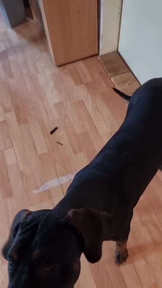 Herdenschutzhunde-Beitrag-Bild