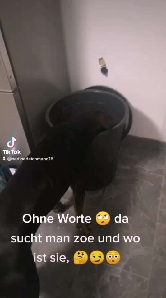 Hunde mit Behinderung-Beitrag-Bild