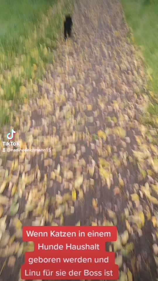 TierschutzhundeStammtisch🐕-Beitrag-Bild