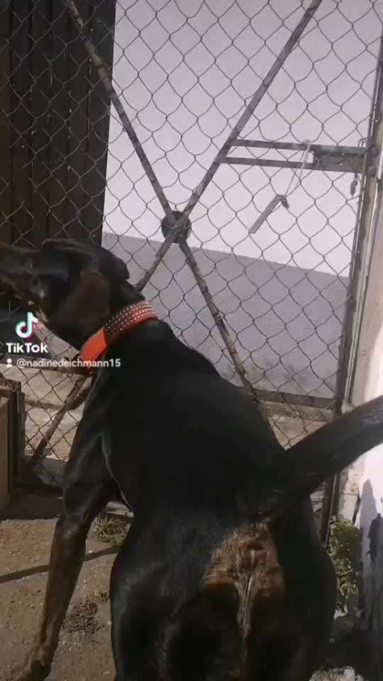 TierschutzhundeStammtisch🐕-Beitrag-Bild