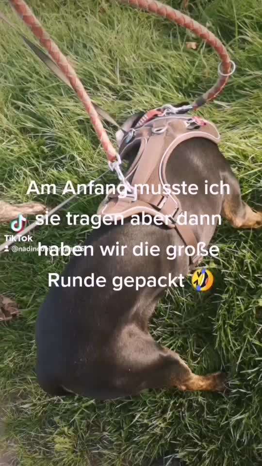 Video Challenge Nr.6
Auf den Spuren der Freiheit🐾🐾-Beitrag-Bild