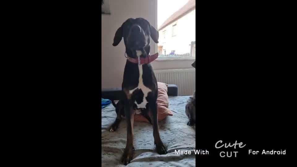 Wie heißt dein Hund?-Beitrag-Bild