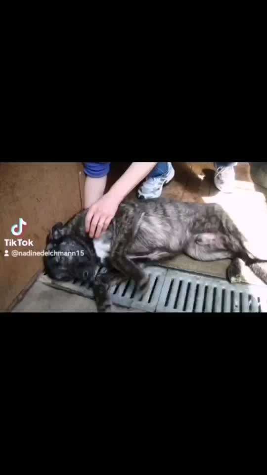 TierschutzhundeStammtisch🐕-Beitrag-Bild