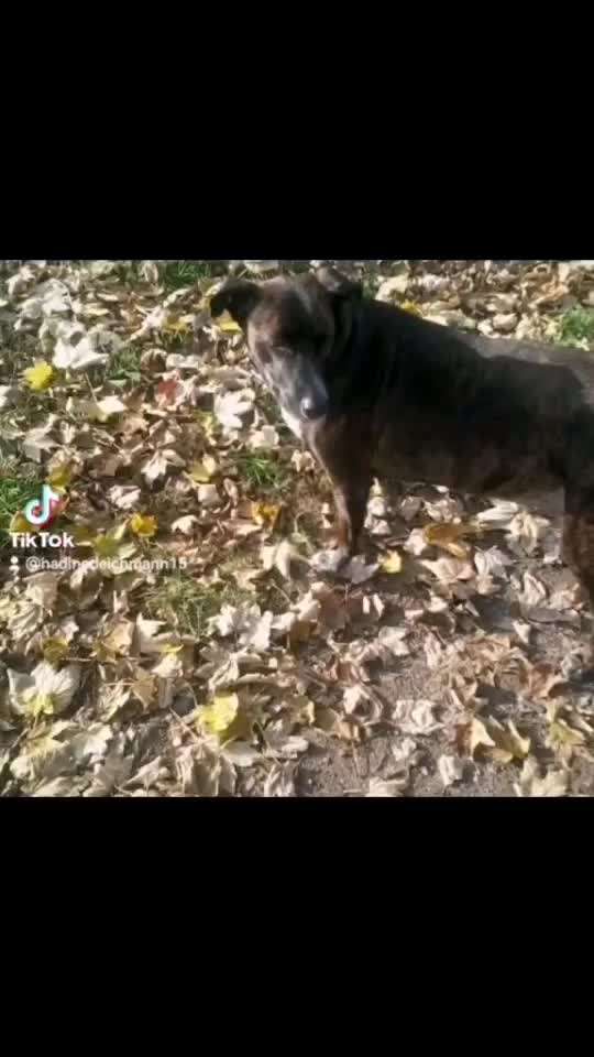 TierschutzhundeStammtisch🐕-Beitrag-Bild