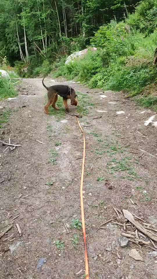 Video-Challange Nr. 9
Der unsinnige Hund-Beitrag-Bild