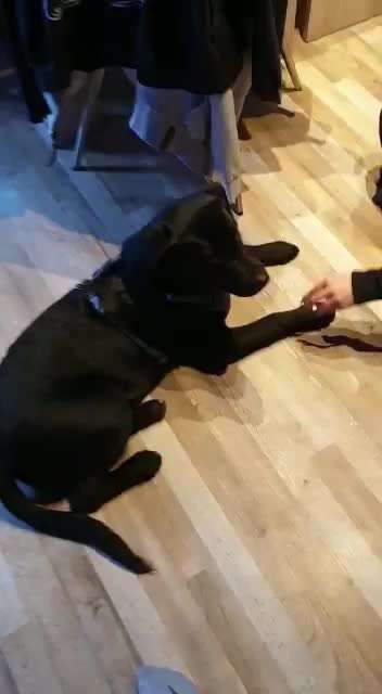 Wo sind meine Labrador Freunde-Beitrag-Bild