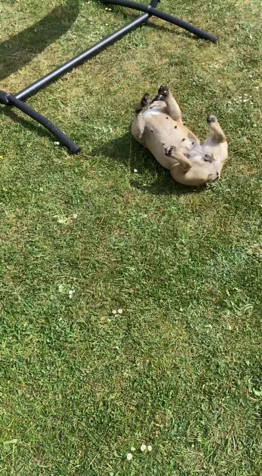 Französische Bulldoggen-Beitrag-Bild