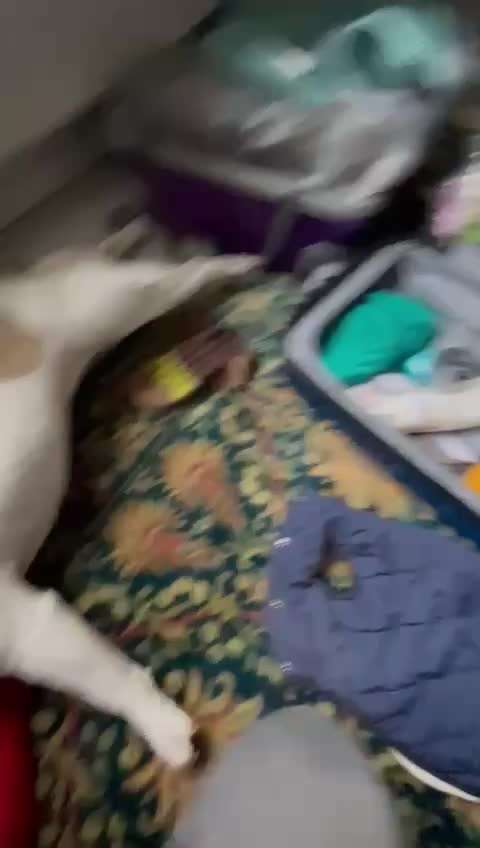 Französische Bulldoggen-Beitrag-Bild