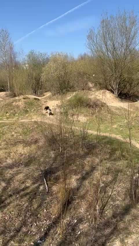 Französische Bulldoggen-Beitrag-Bild