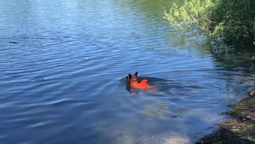 Französische Bulldoggen-Beitrag-Bild