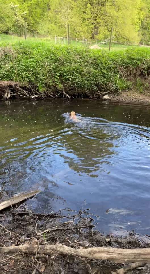 Französische Bulldoggen-Beitrag-Bild