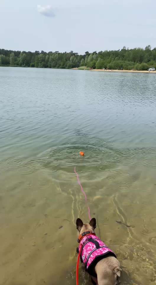 Französische Bulldoggen-Beitrag-Bild