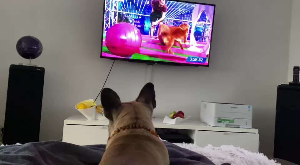 Französische Bulldoggen-Beitrag-Bild