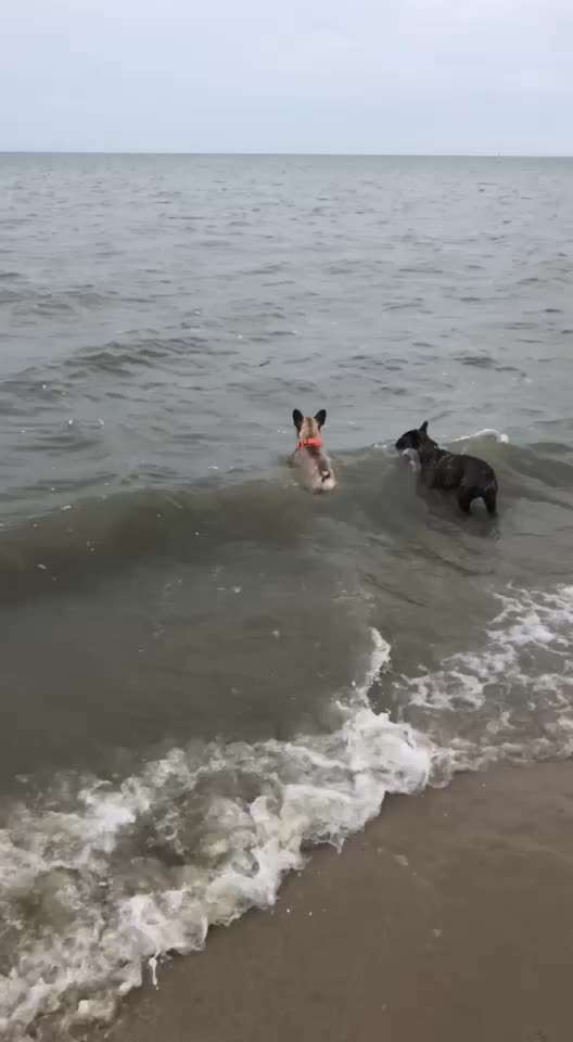 Französische Bulldoggen-Beitrag-Bild