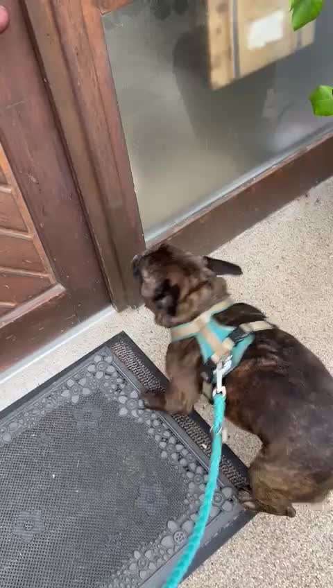 Französische Bulldoggen-Beitrag-Bild